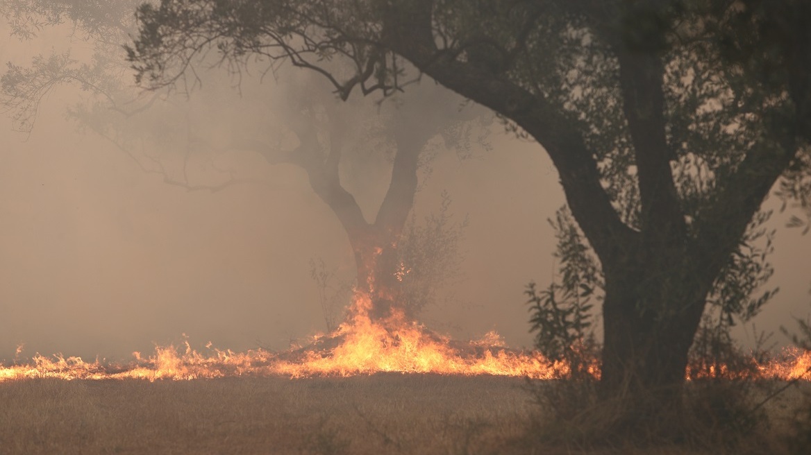 Φωτιά στον Έβρο: Νεκρός στο δρόμο βρέθηκε ο νεαρός μετανάστης – Είχε περάσει  η φωτιά από το σημείο