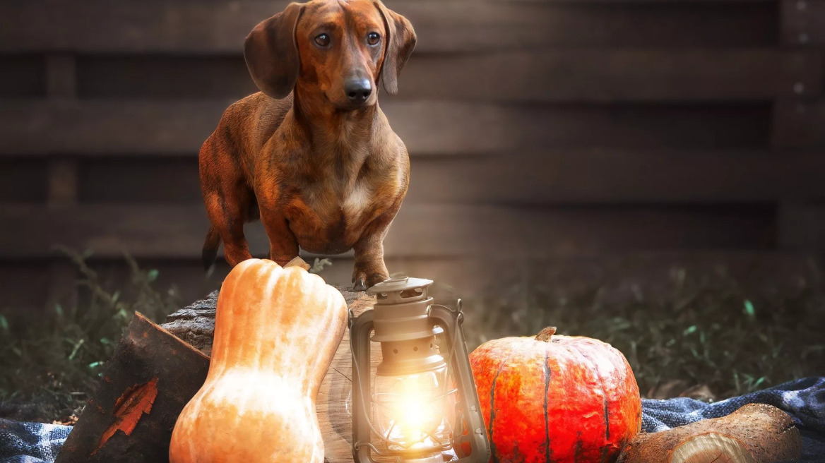 Δείτε αν επιτρέπεται να φάει ο σκύλος σας κολοκύθα