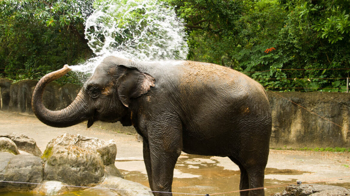 Πρωτοφανής χρήση εργαλείων από ελέφαντα: Κάνει ντους με το λάστιχο του ποτίσματος