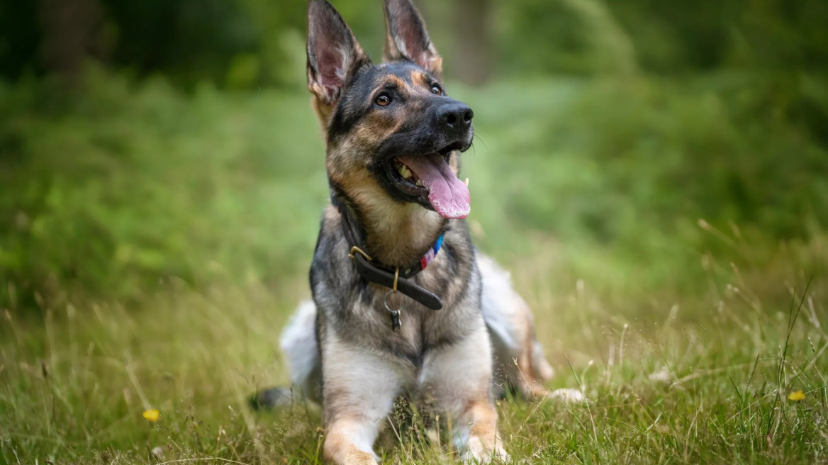 Αυτές είναι οι διαφορές ενός Γερμανικού Ποιμενικού με έναν λύκο