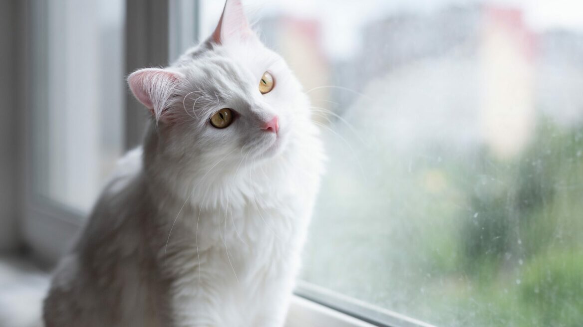 Μπορεί να πάθουν εγκαύματα από τον ήλιο – Όσα δεν γνωρίζατε για τις άσπρες γάτες