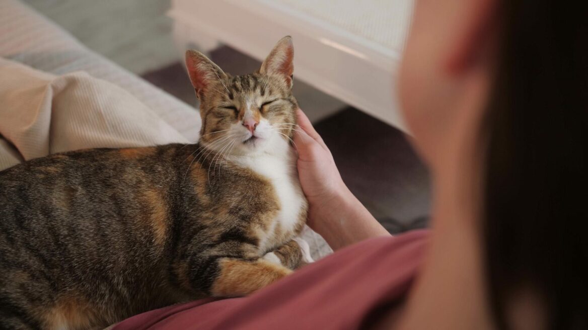 Γουργουρίζει η γάτα σας πολύ δυνατά; Τι μπορεί να συμβαίνει