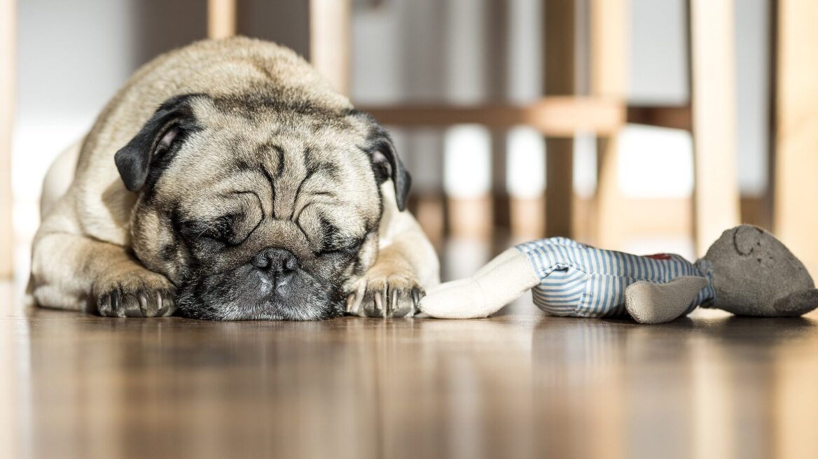 Στομαχικές διαταραχές στον σκύλο: Τι φταίει