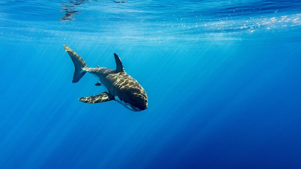 Νεκρός σέρφερ από επίθεση καρχαρία στην Αυστραλία – Έρευνες για τη σορό