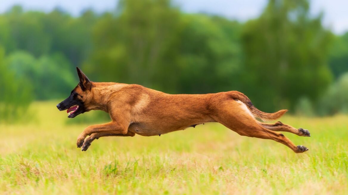 Αυτές είναι οι φυλές σκύλων που είναι πιο επικίνδυνο να σας το σκάσουν