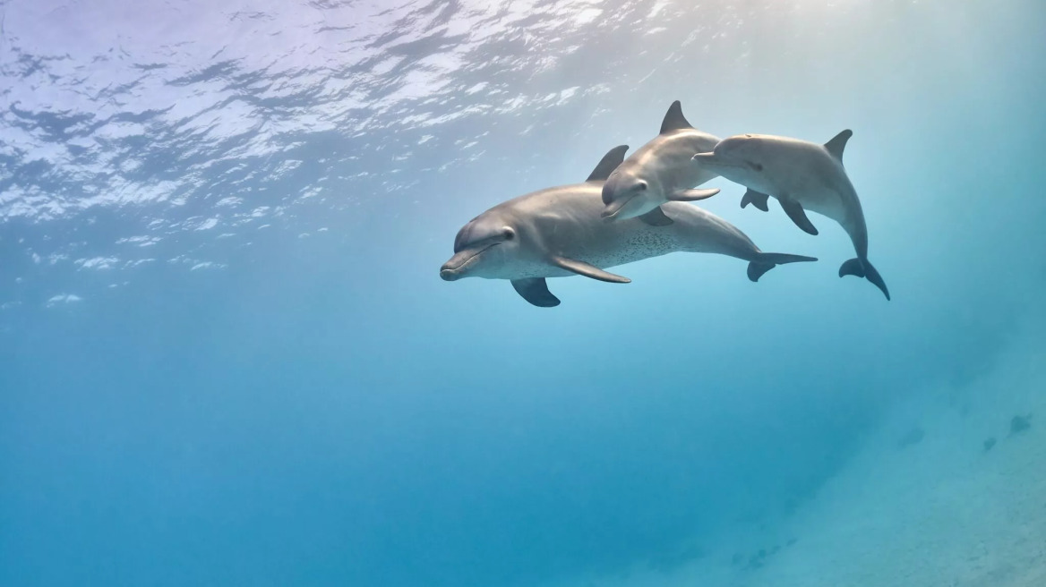 Γιατί αγαπάμε τα δελφίνια τόσο πολύ – Τα ξεχωριστά χαρίσματά τους