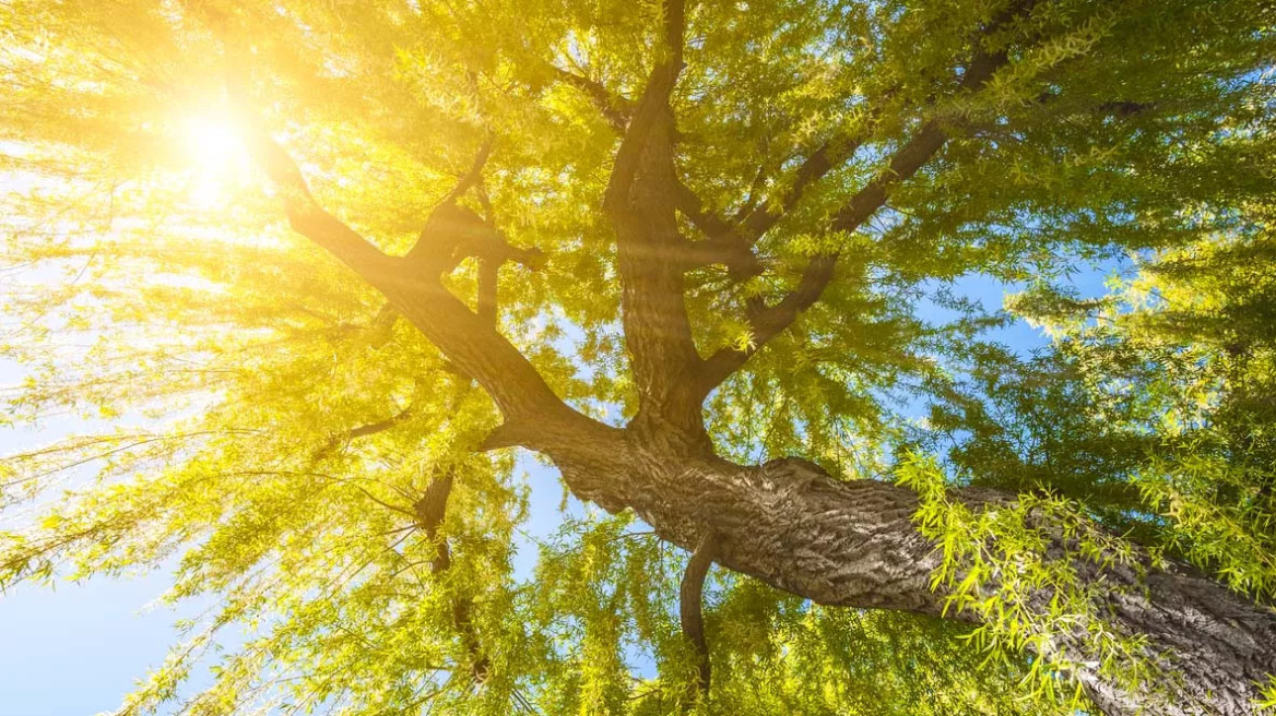 Θερμοκρασίες ρεκόρ: Αυτός είναι ο θερμότερος μήνας που καταγράφηκε ποτέ στον πλανήτη