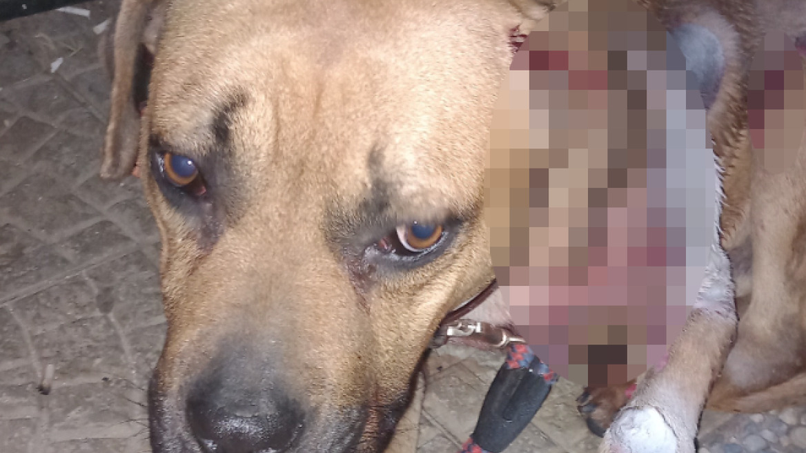 Καρδίτσα: Συνελήφθη άνδρας που έσερνε δεμένο σκύλο στο αυτοκίνητο
