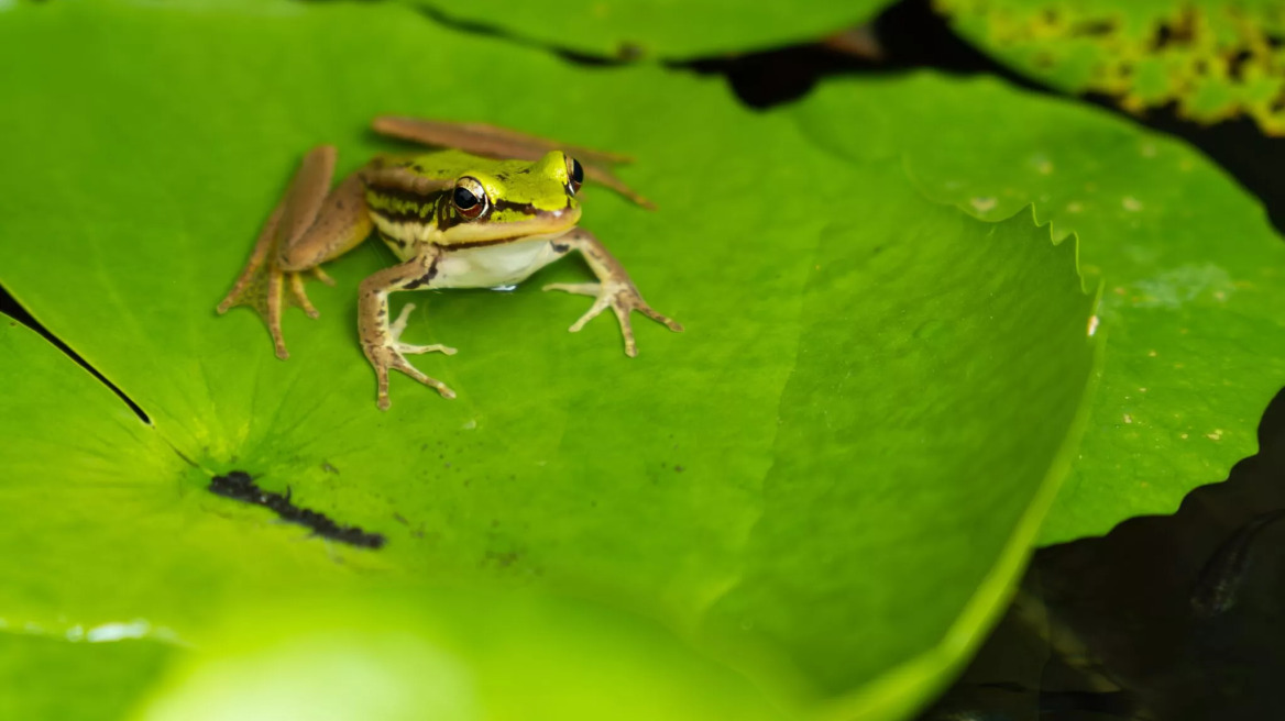 Ενδιαφέρουσες πληροφορίες για τον πρίγκιπα της λίμνης, τον βάτραχο – Τα είδη που ζουν στην Ελλάδα