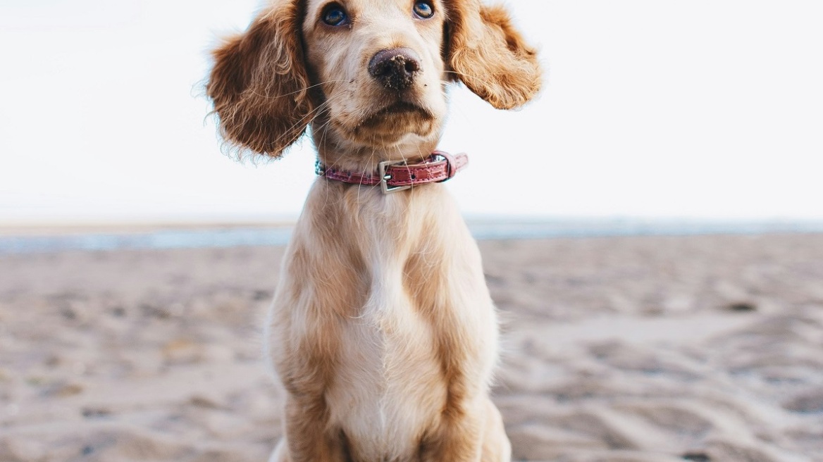 Όταν τα σκυλιά αποχωρίζονται τον κηδεμόνα τους, αντιδρούν όπως τα μικρά παιδιά χωρίς τους γονείς τους
