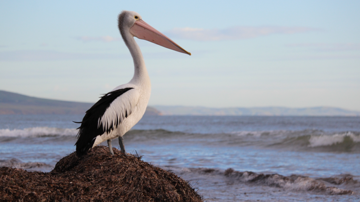Βρήκαν τι προκάλεσε τον αφανισμό 2300 αργυροεπελεκάνων από τη γρίπη των πτηνών το 2022 στις Πρέσπες
