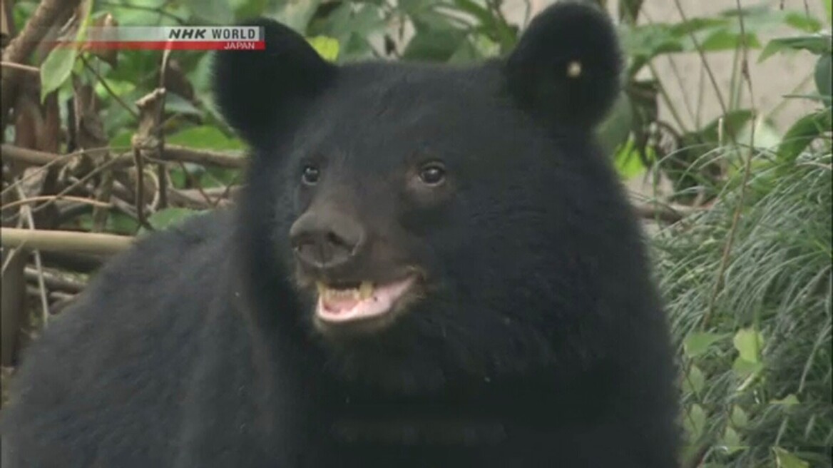 Ιαπωνία: Συνέλαβαν και θανάτωσαν τρεις αρκούδες που είχαν εισβάλει σε εργοστάσιο