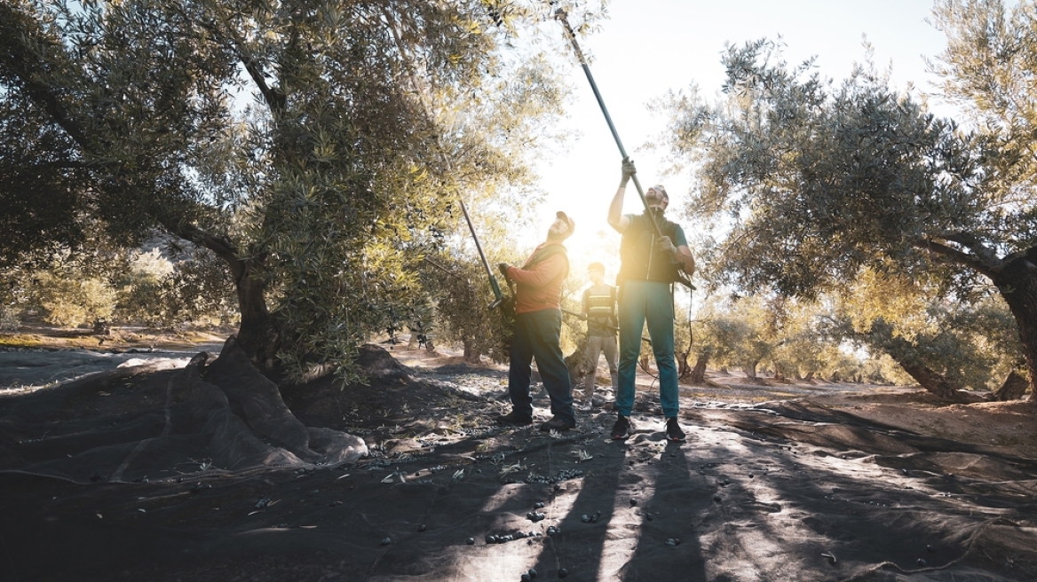 Ελαιοραβδιστικά εργαλεία: Όσα πρέπει να ξέρετε για να μην… σας βγάλουν το λάδι
