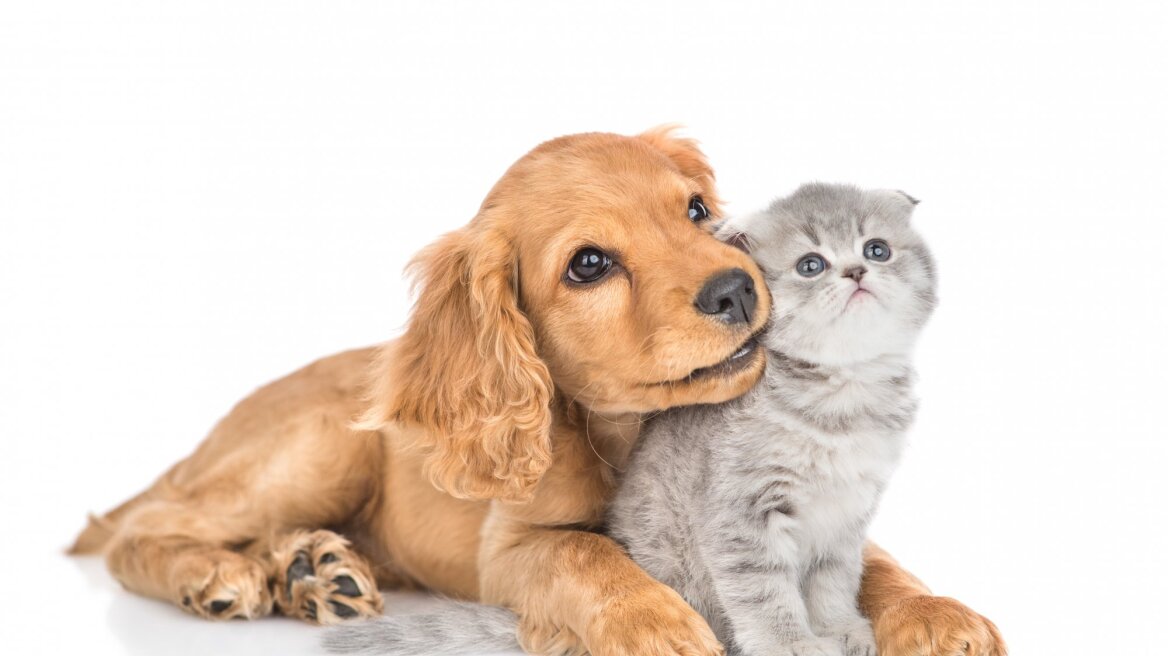 Φέτος τη Black Friday θα ψωνίσουμε… τροφή για τη γάτα και τον σκύλο