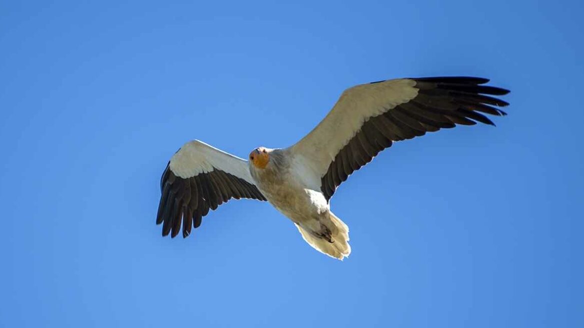 Ο μοναχικός Ασπροπάρης των Μετεώρων βρήκε σύντροφο μετά από 6 χρόνια