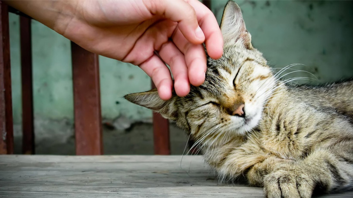  Τα καταφύγια ζώων ψάχνουν... ευαισθητοποιημένους πολίτες