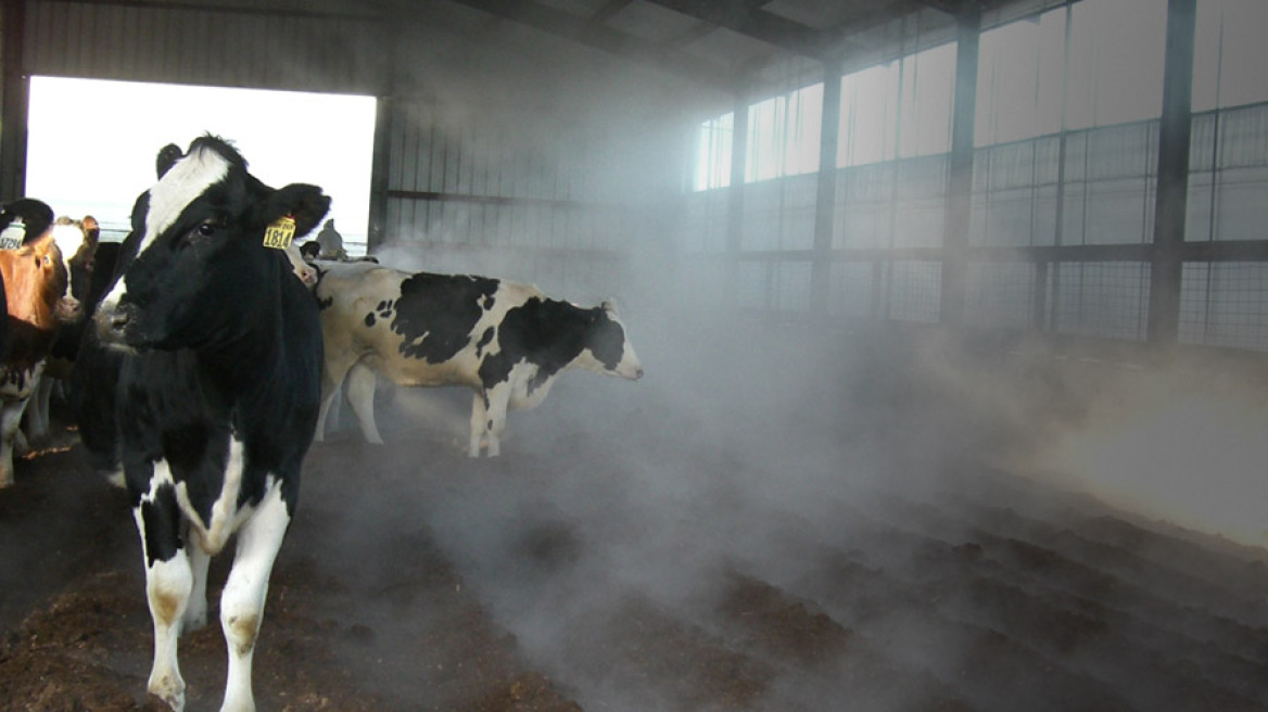 Γερμανία: Περδόμενες αγελάδες προκάλεσαν έκρηξη σε εκτροφείο!