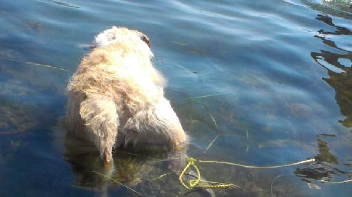Φρίκη στη Στυλίδα: Κρέμασε από το λαιμό σκύλο και τον πέταξε στη θάλασσα 