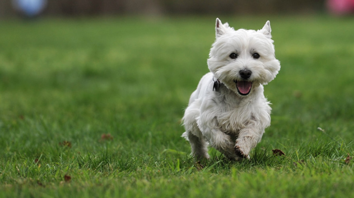 Βόλος: 38χρονος έδειρε 15χρονο επειδή το σκυλί του ούρησε στο πεζοδρόμιο!