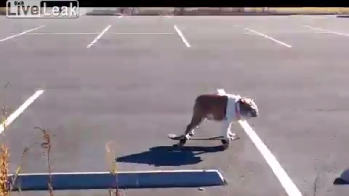 Αυτός ο σκύλος ξέρει να περνάει καλά!