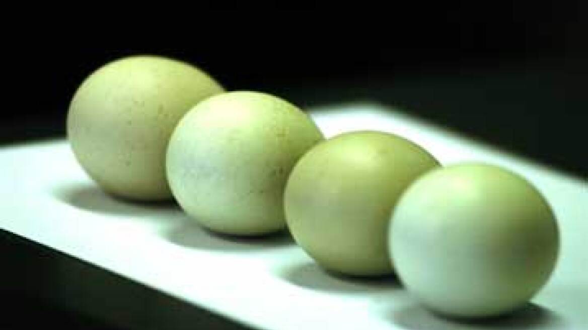 «Ξεπούλησε» ο ΠΑΟΚ