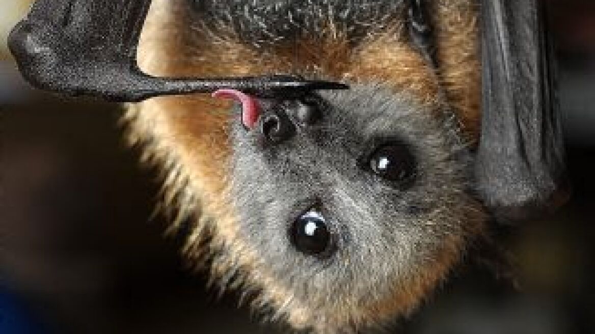 Θανατηφόρα ασθένεια μεταδίδεται στον άνθρωπο από νυχτερίδες 