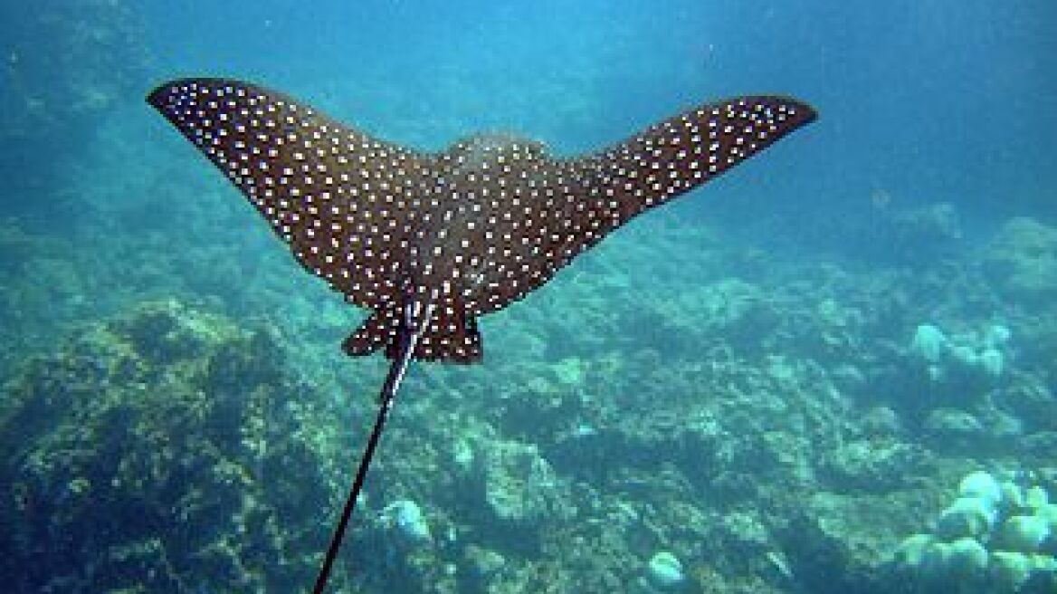 Δύτης κινδύνευσε σοβαρά από σαλάχι! 