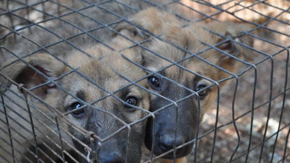 Εικόνες φρίκης στο παράνομο παζάρι ζώων στο Σχιστό