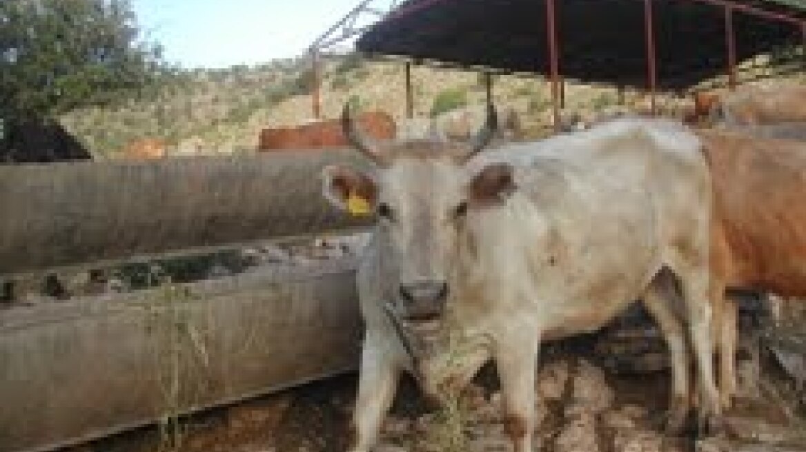 Κίνηση διάσωσης της μικρόσωμης αγελάδας Πρεσπών 