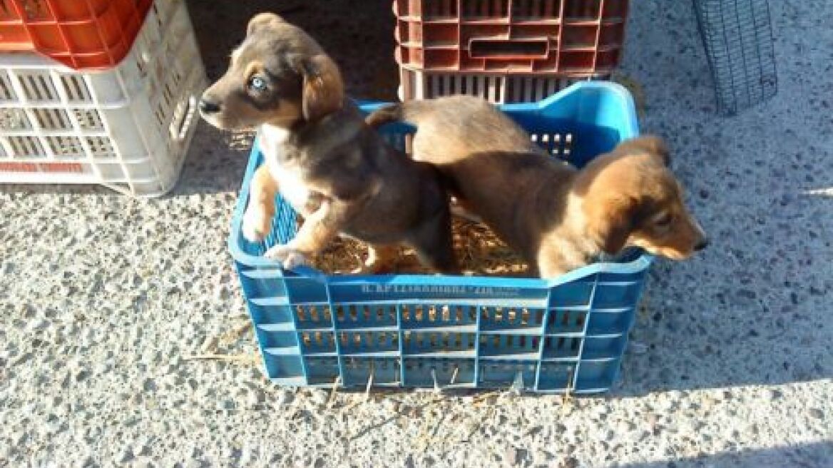 «Φρέσκα» κουτάβια με 50 ευρώ το κομμάτι στην λαϊκή του Πύργου