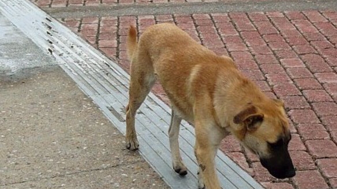 Αρμόδιος εισαγγελέας για τα αδέσποτα