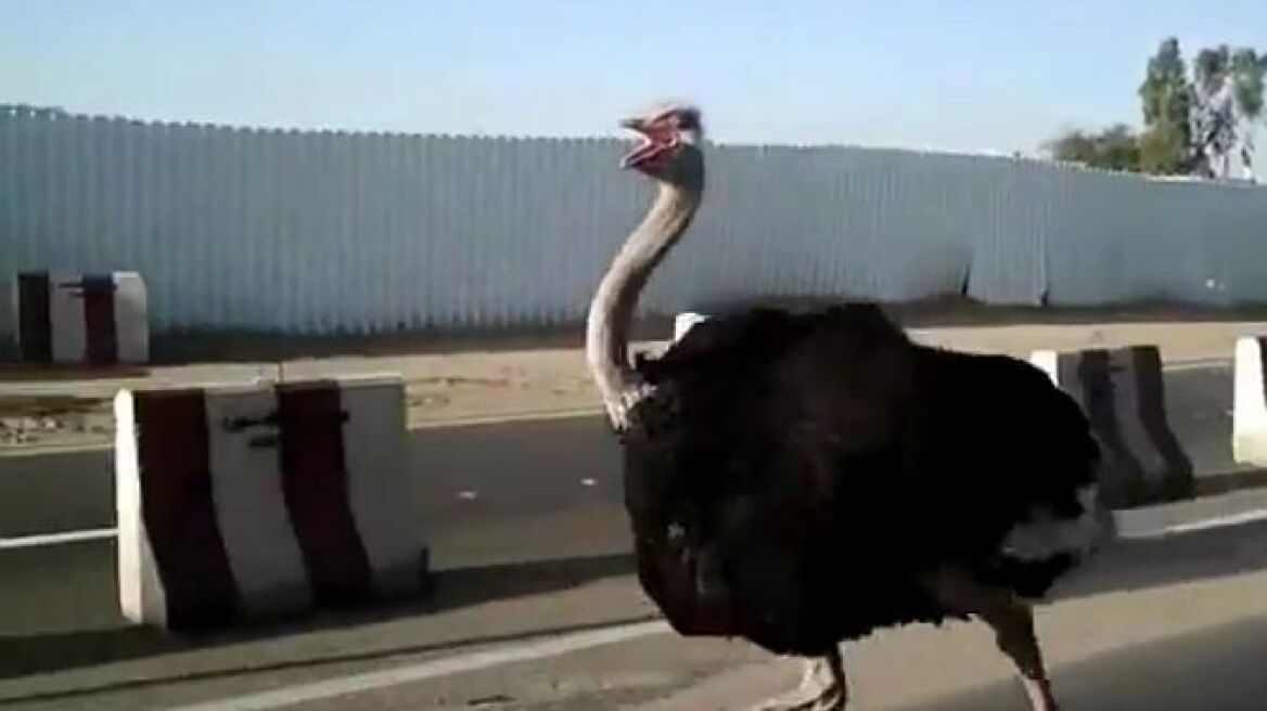 Μπιπ, μπιμ… Το road runner υπάρχει!