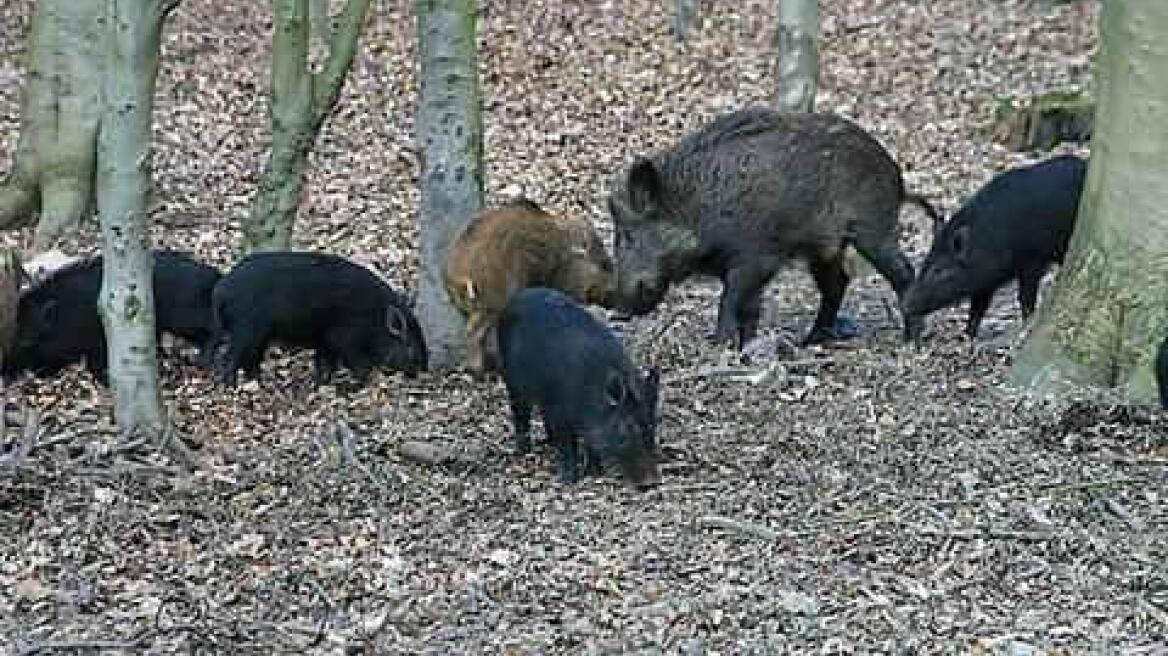 Μάχη με αγριογούρουνα  μέσα σε… κάμπινγκ!