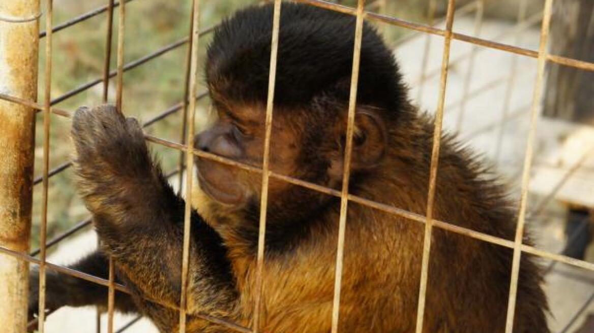 Μαϊμού ως ατραξιόν σε ταβέρνα στη Χρυσή Ακτή της Πάρου