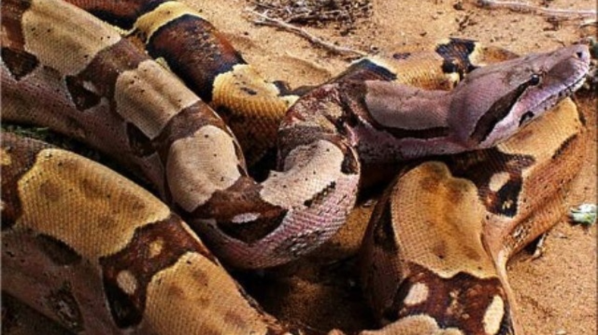 Ανακαλύφθηκε για πρώτη φορά παρθενογένεση σε άγρια φίδια 