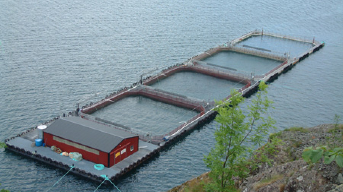 Ψάρευε τσιπούρες από  το ιχθυοτροφείο!