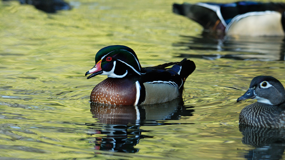 Βίντεο: Παπάκια μπαίνουν για πρώτη φορά στο νερό!