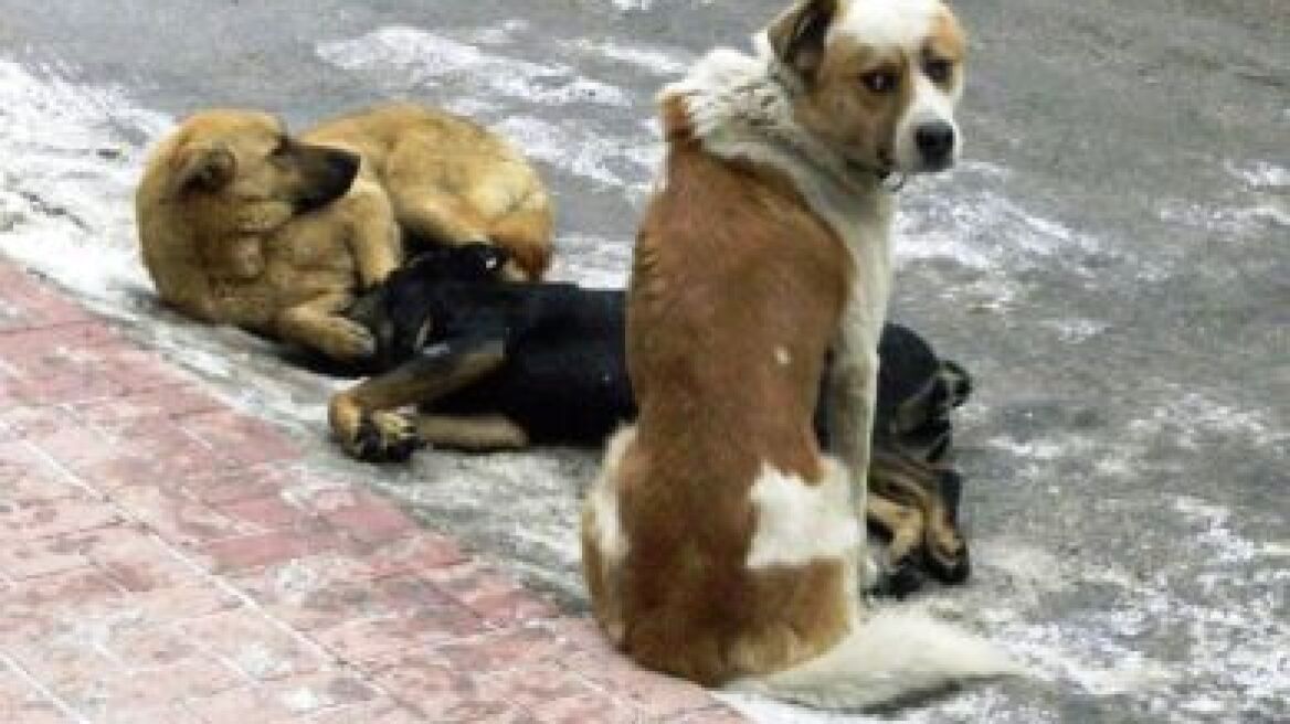 Διοικητής στρατοπέδου «εξαφάνισε» σκυλιά!