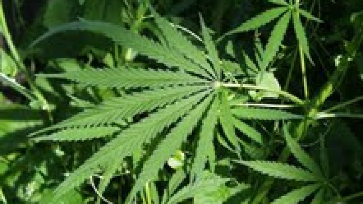 Ολμους μαριχουάνας εκτόξευσαν Μεξικανοί έμποροι