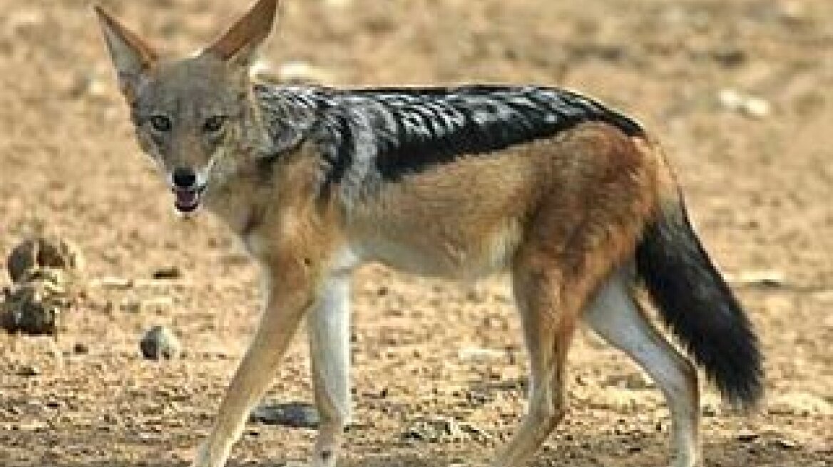 Πλήθυναν τα τσακάλια και  έχουν… άγριες διαθέσεις!