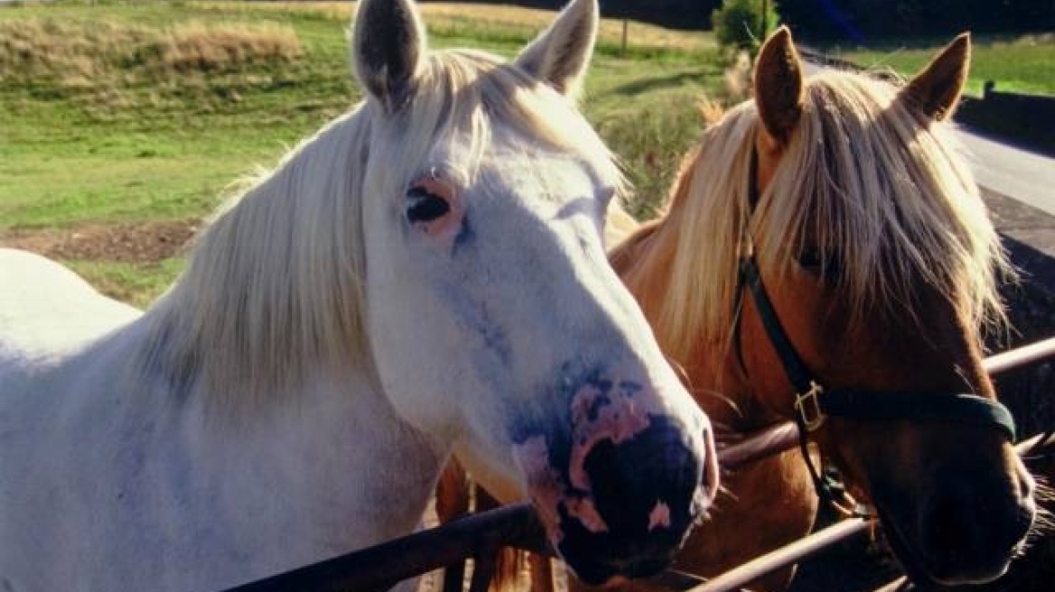 Επιχείρηση διάσωσης αλόγου στον Έβρο