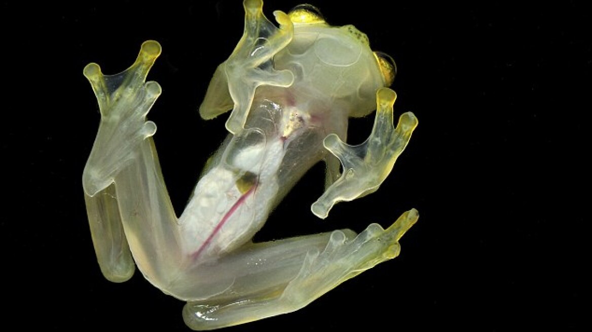 Δείτε φωτογραφίες από εναν ξεχωριστό αόρατο βάτραχο