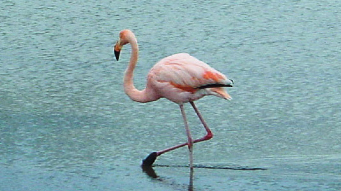SOS για τραυματισμένο φλαμίνγκο στην Κέρκυρα
