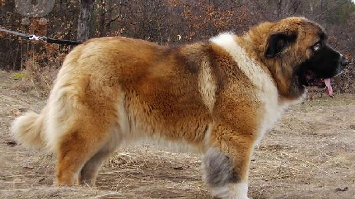 Επικίνδυνο σκυλί στη Ρόδο δάγκωσε γυναίκα και σκότωσε κανίς