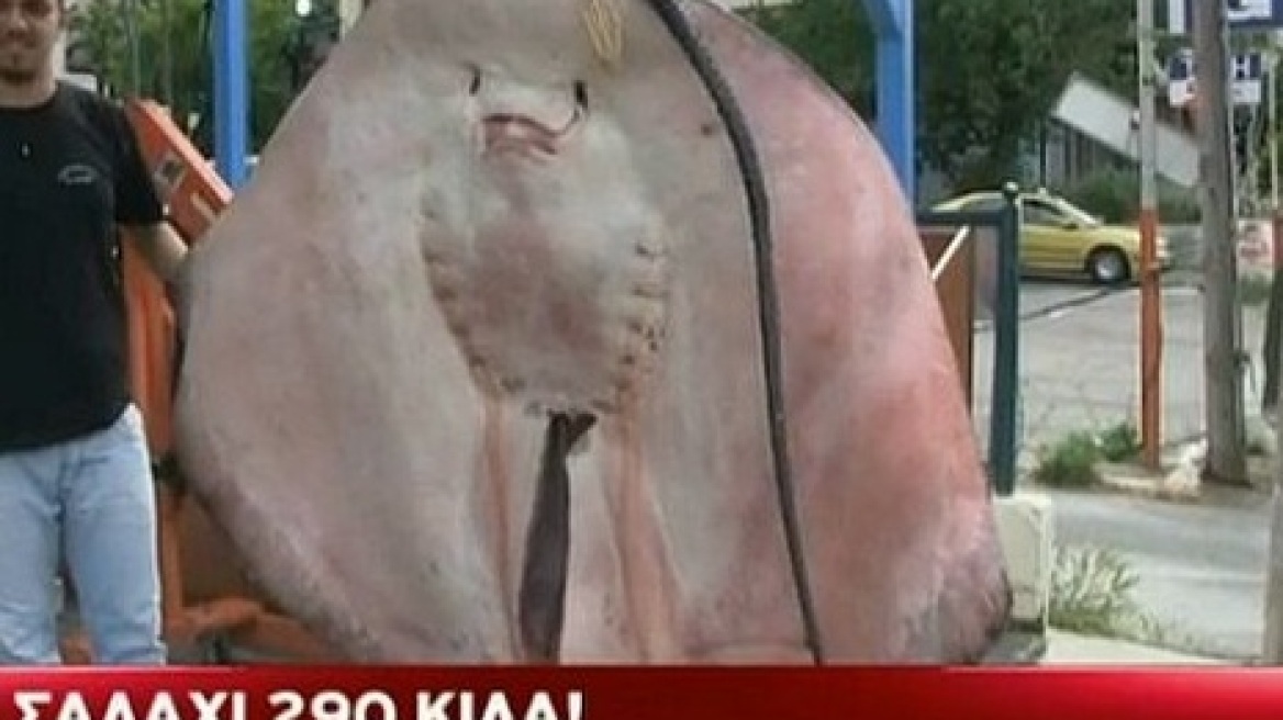 Βίντεο: Σαλάχι 290 κιλών στα δίχτυα Ελλήνων ψαράδων