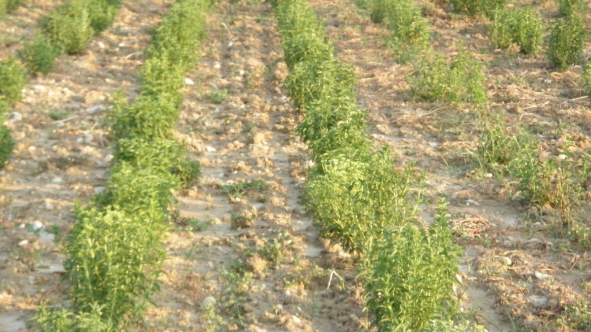 Νέοι αγρότες επενδύουν στη καλλιέργεια στέβιας 