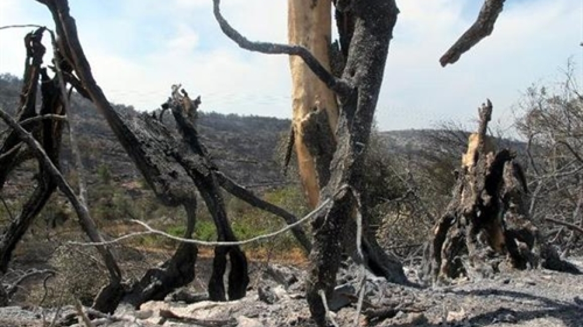 Περισσότερα από 5.000 στρέμματα έκαψε η φωτιά στην Εύβοια