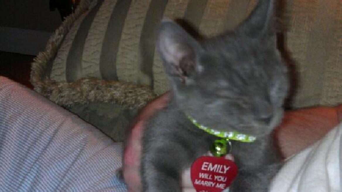 Όταν η γάτα κάνει την... πρόταση γάμου 