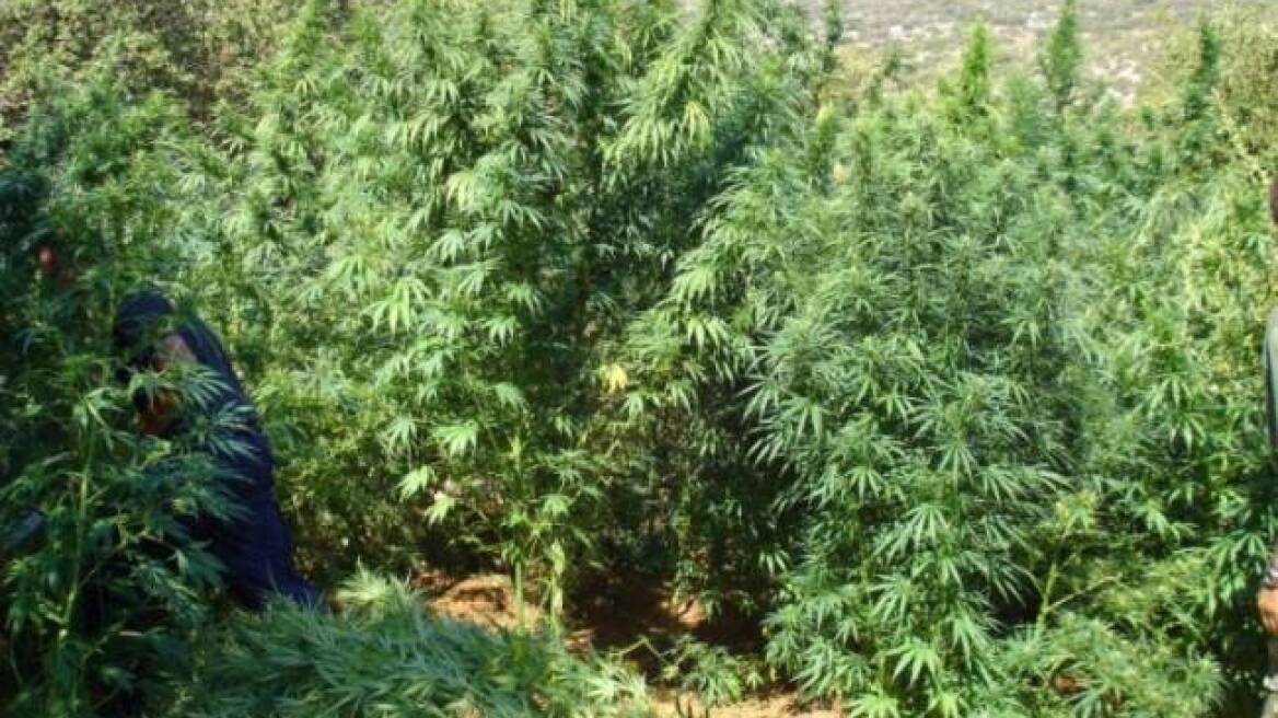 Αυλές γεμάτες... χασισόδεντρα σε όλη τη χώρα!