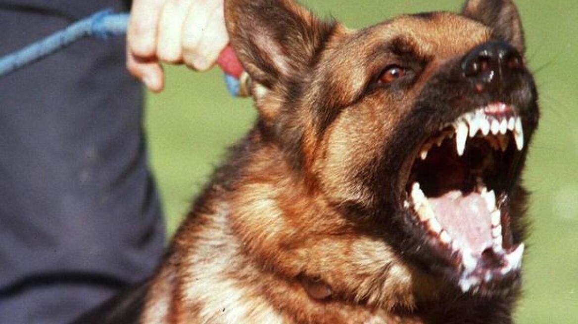 Σκύλος κατακρεούργησε 5χρονο μέσα στο σχολείο του!